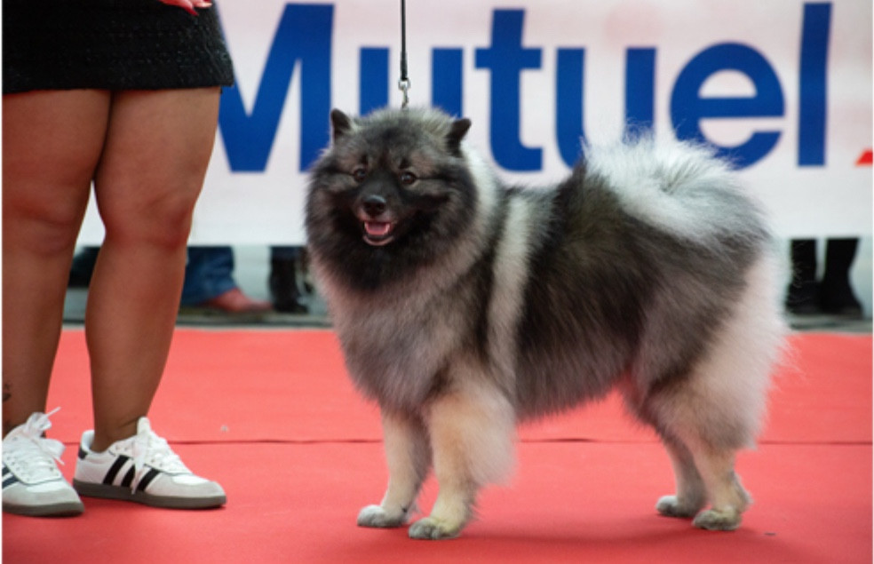 Venus valdis Des Sables Du Mont Olympe