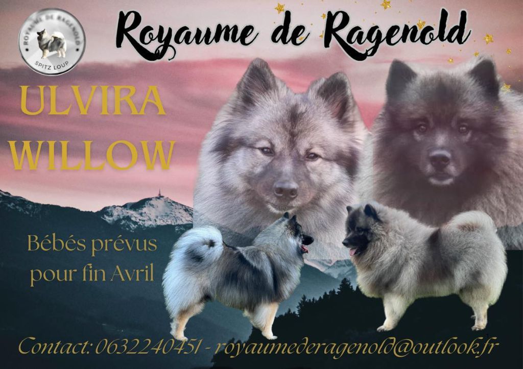 Bébé Spitz loup pour bientôt