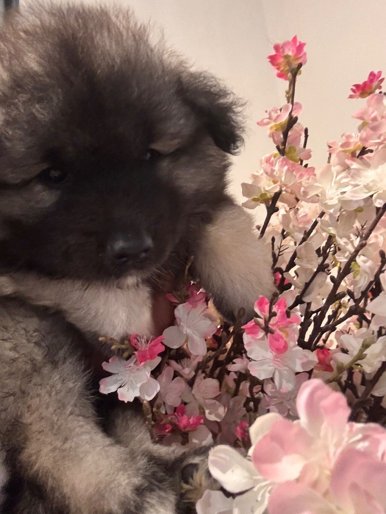 Du Royaume De Ragenold - Chiots disponibles - Spitz allemand