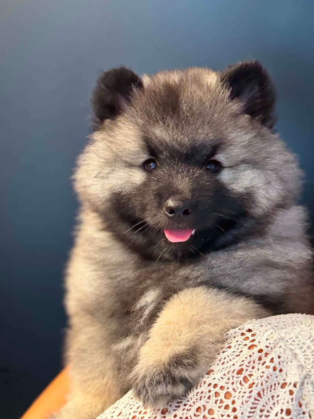 Du Royaume De Ragenold - Chiots disponibles - Spitz allemand