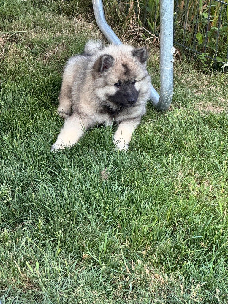 Du Royaume De Ragenold - Chiots disponibles - Spitz allemand