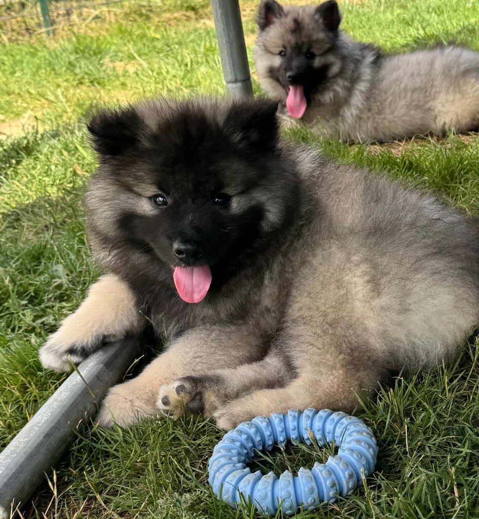 Du Royaume De Ragenold - Chiots disponibles - Spitz allemand
