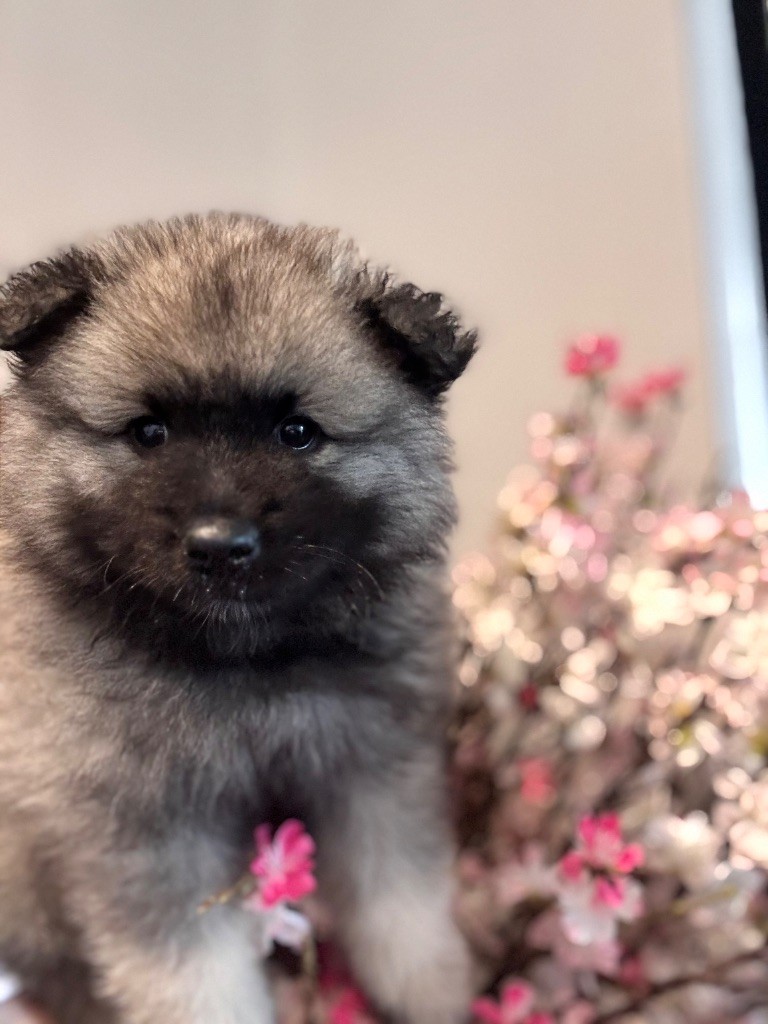 Du Royaume De Ragenold - Chiots disponibles - Spitz allemand